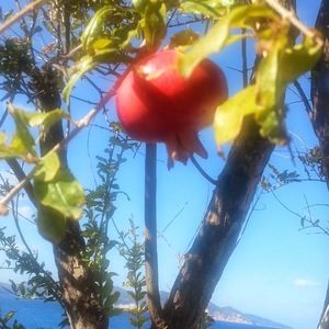 Meet your Posher, Eva